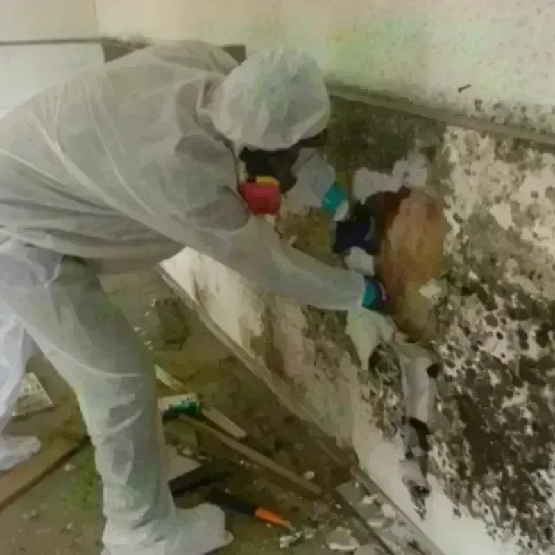 Mold Remediation and Removal in Central City, KY